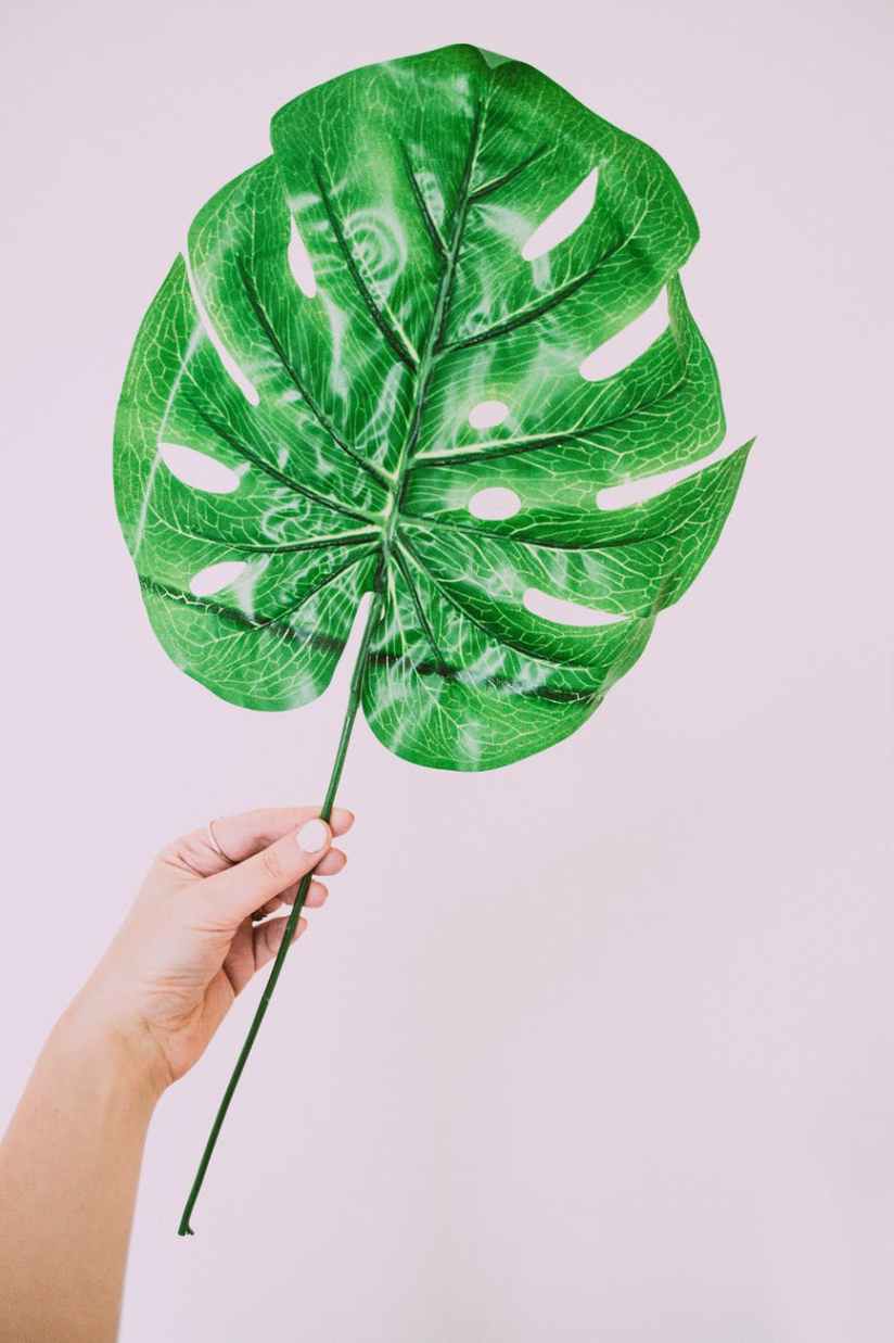 person holding green leaf plant